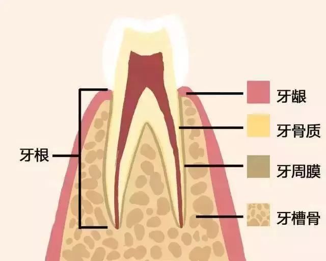 牙髓:牙齿的中腔部分.满布血管和神经组织.